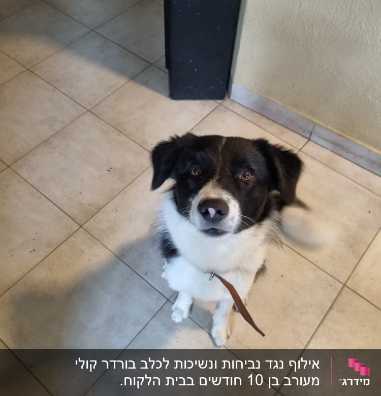 כלב יושב על רצפה עם רצועה חומה